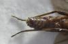 216893 – Photo : Oedipoda – France (02)